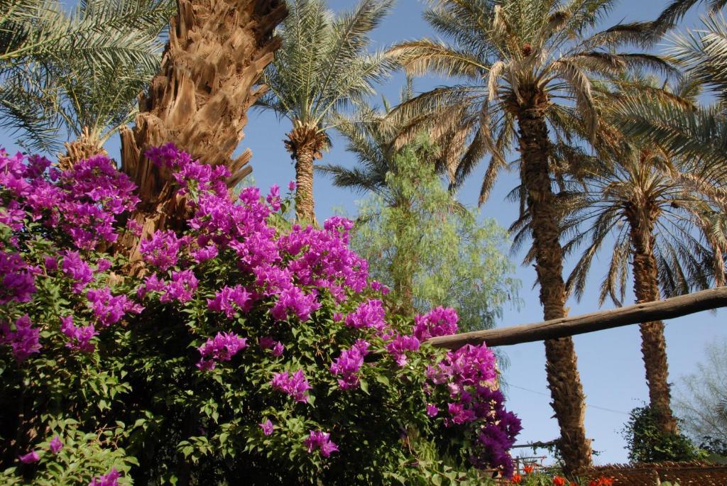 Villa Zagora Ma Villa Au Sahara المظهر الخارجي الصورة