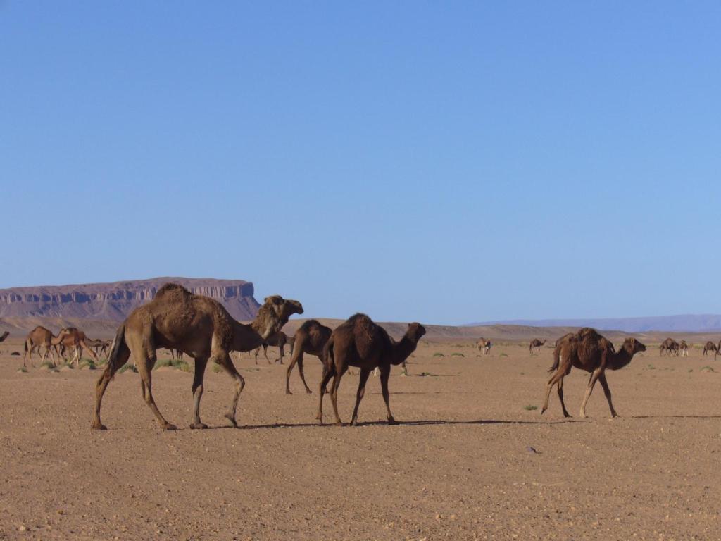 Villa Zagora Ma Villa Au Sahara المظهر الخارجي الصورة